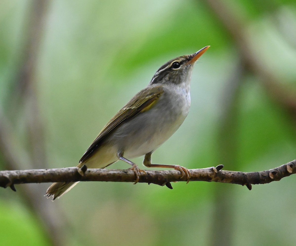 Eastern Crowned Warbler - ML642809026