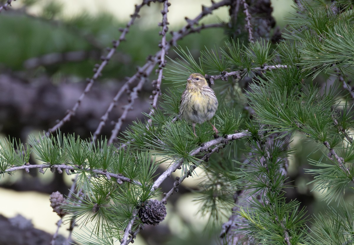 European Serin - ML642809027