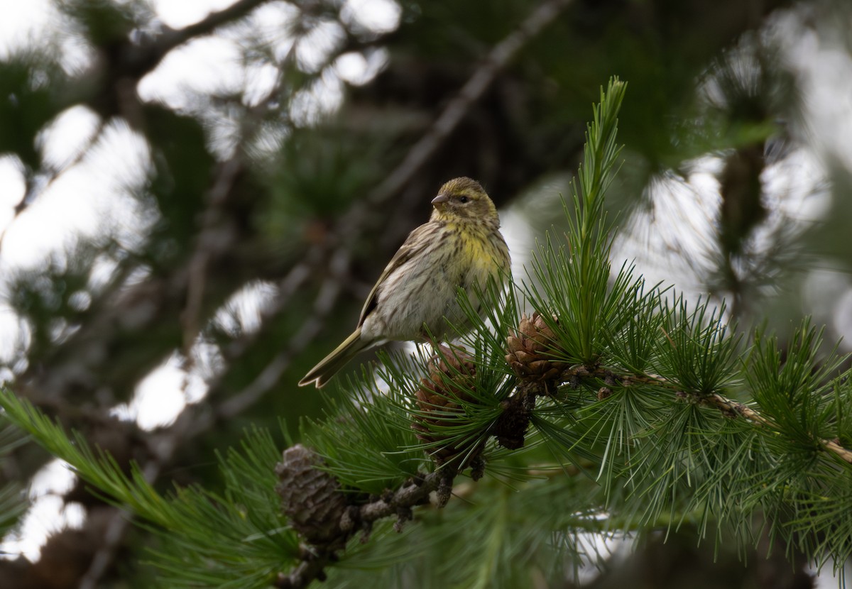European Serin - ML642809028