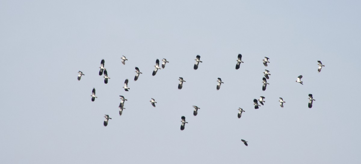 Умардын хавтгаалж - ML642809040