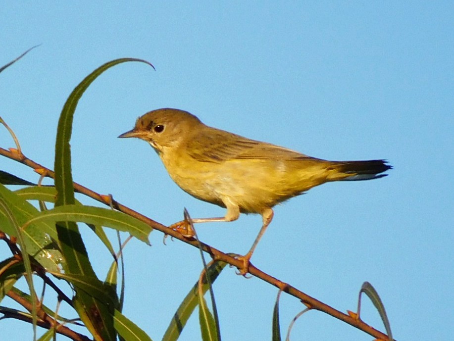 Yellow Warbler - ML642809061