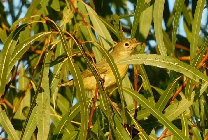 Yellow Warbler - ML642809062