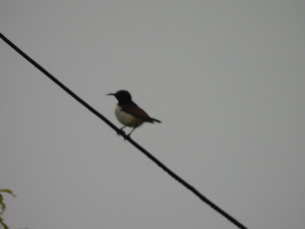 Purple-rumped Sunbird - ML642809063