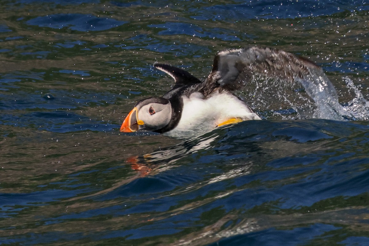 Atlantic Puffin - ML642809066