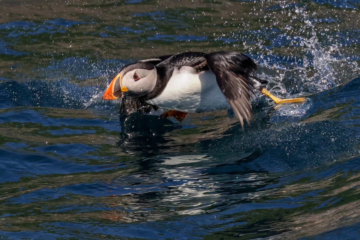Atlantic Puffin - ML642809067