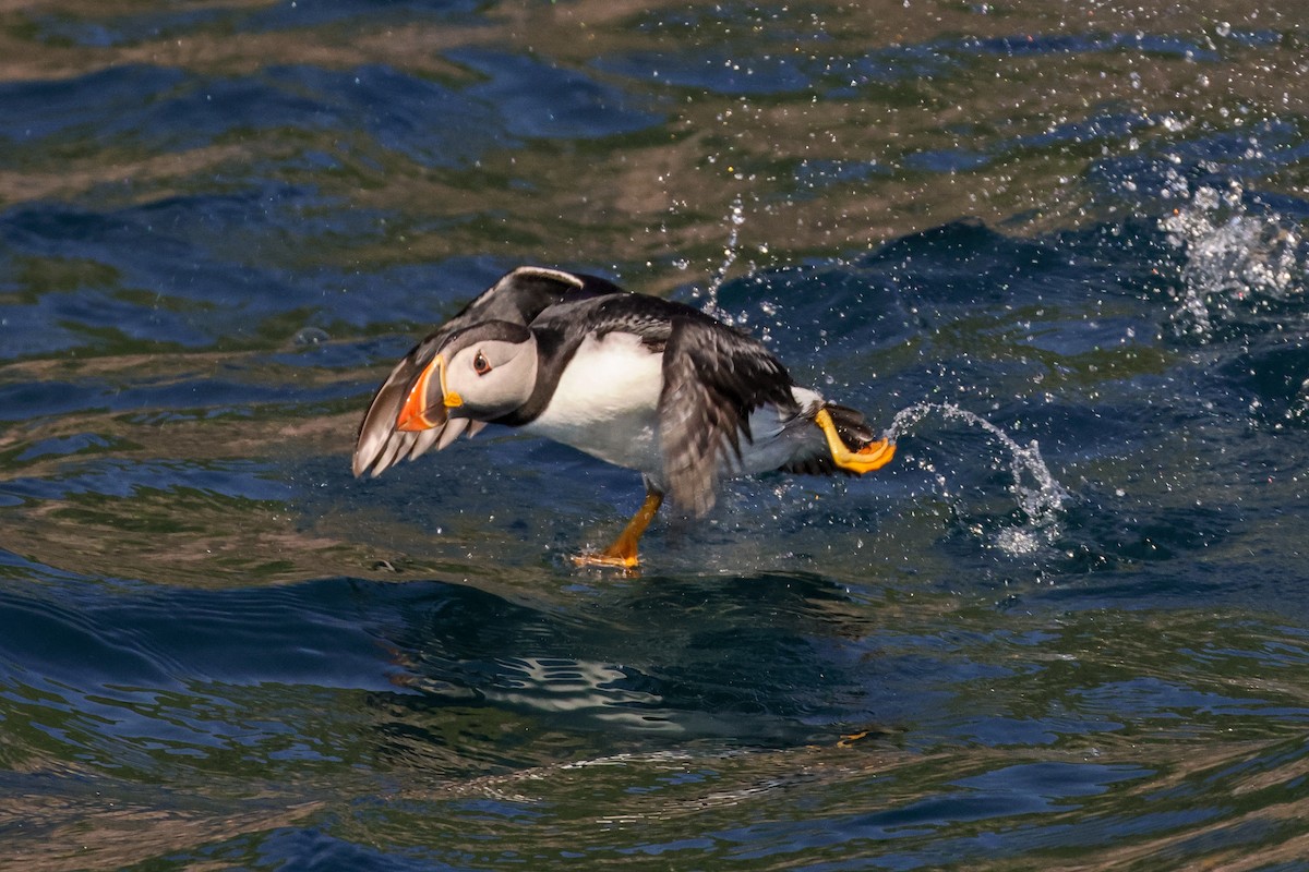 Atlantic Puffin - ML642809068