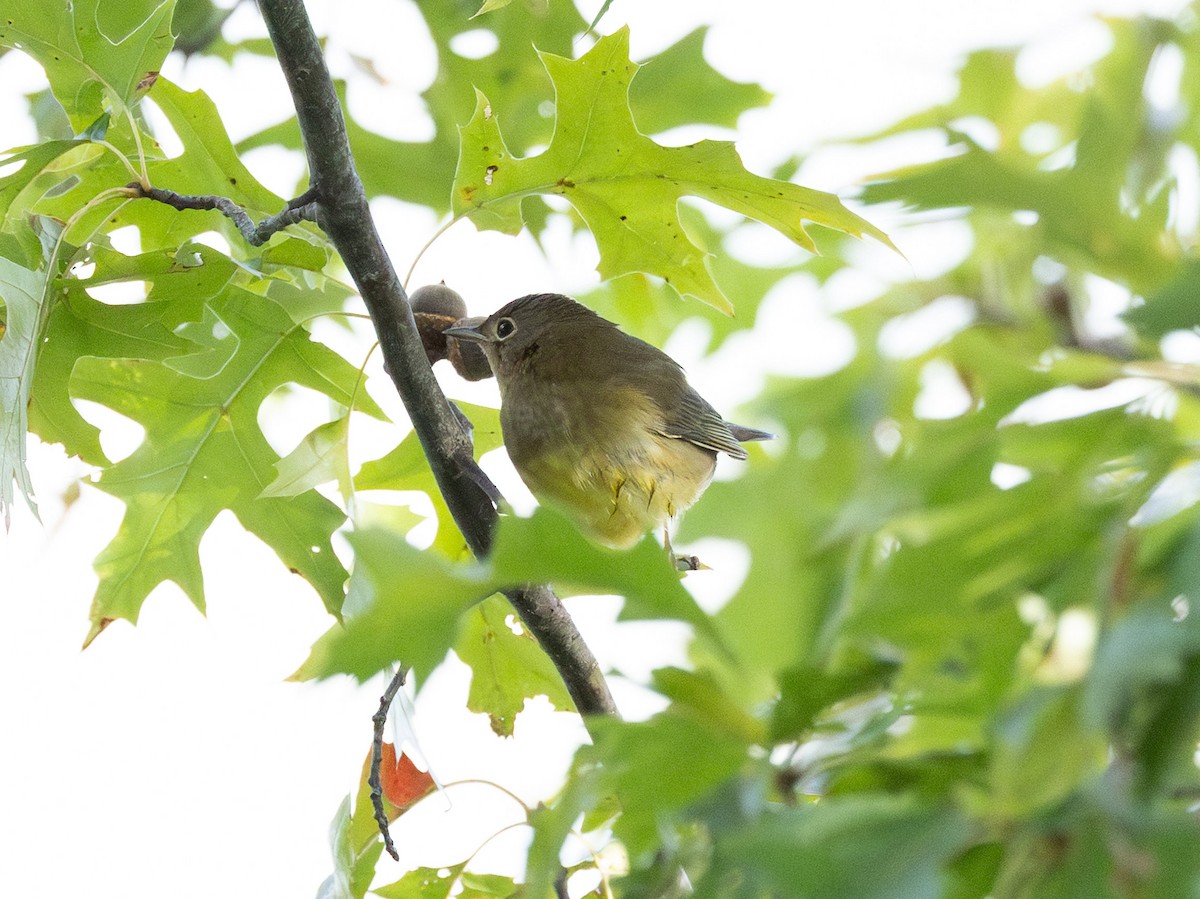 Connecticut Warbler - ML642809084