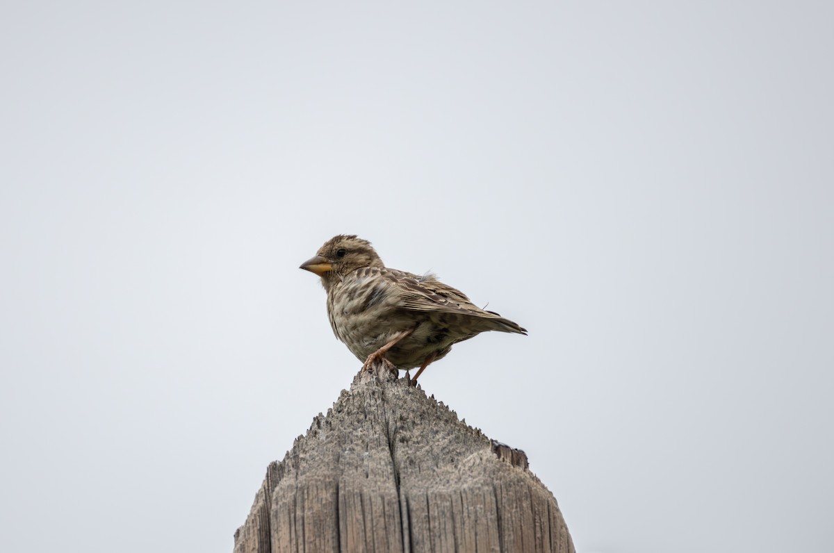 Rock Sparrow - ML642809100
