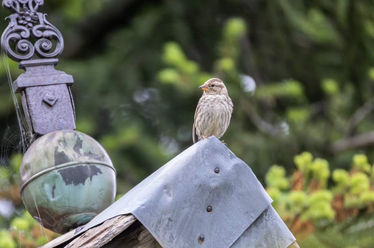 Rock Sparrow - ML642809102