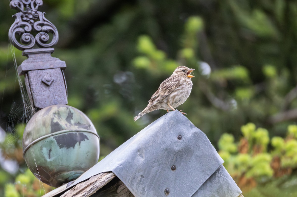 Rock Sparrow - ML642809103