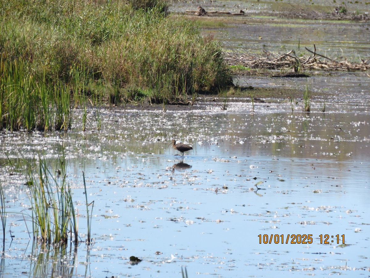 ブロンズトキ - ML642809104