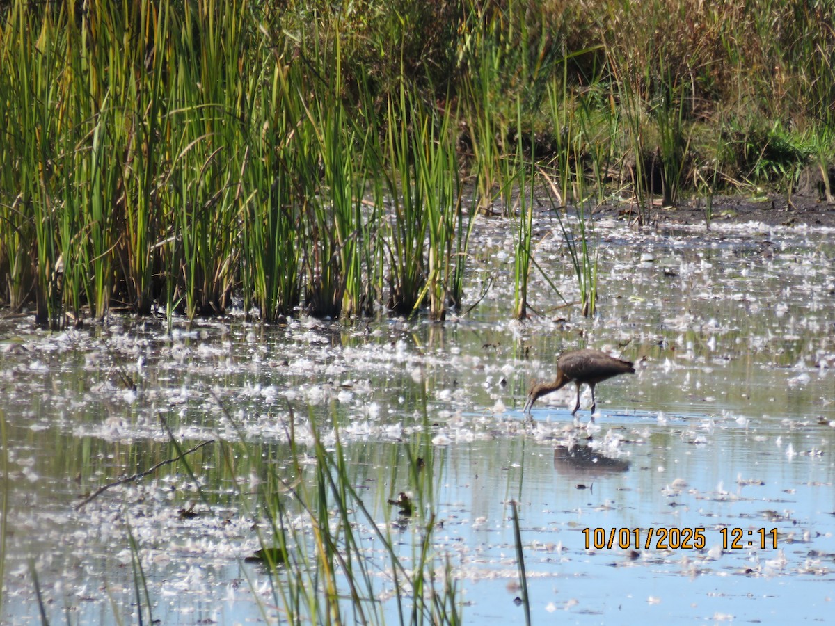 ブロンズトキ - ML642809105