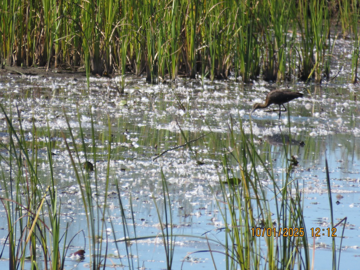 ブロンズトキ - ML642809106