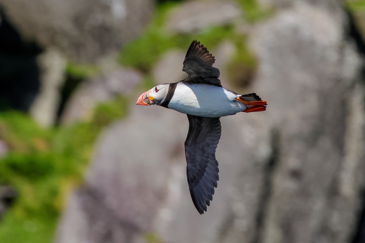 Atlantic Puffin - ML642809111