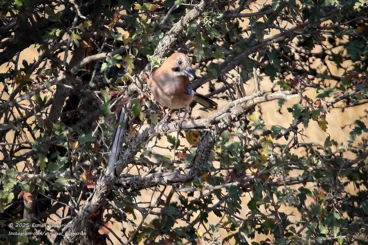 Eurasian Jay - ML642809145