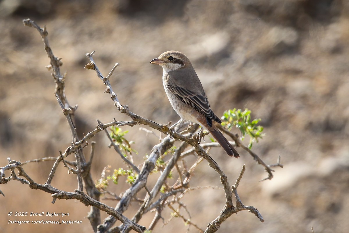 Red-tailed Shrike - ML642809169