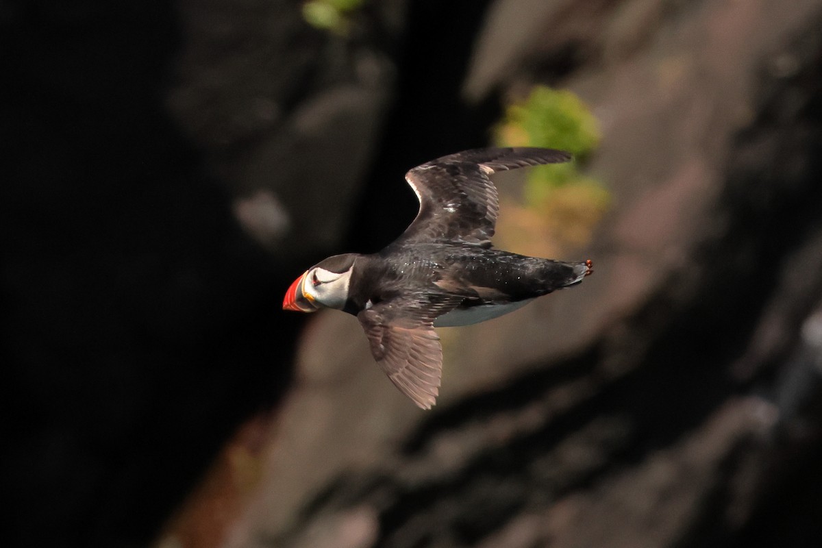 Atlantic Puffin - ML642809173