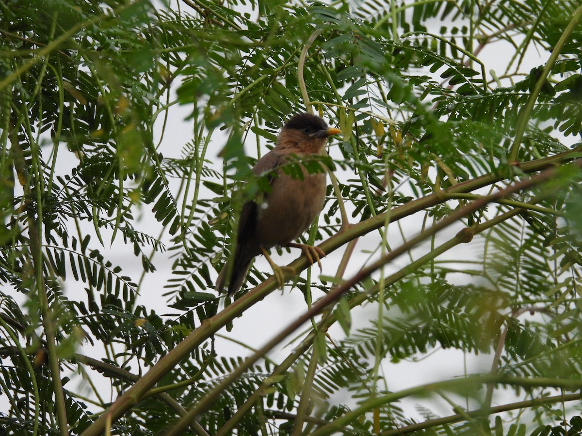 Brahminy Starling - ML642809176
