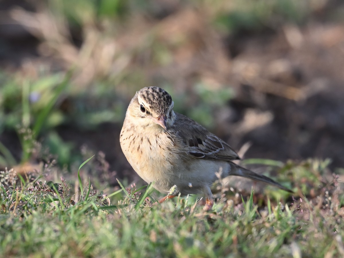 Paddyfield Pipit - ML642809195