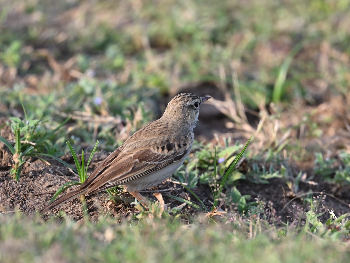 Paddyfield Pipit - ML642809197