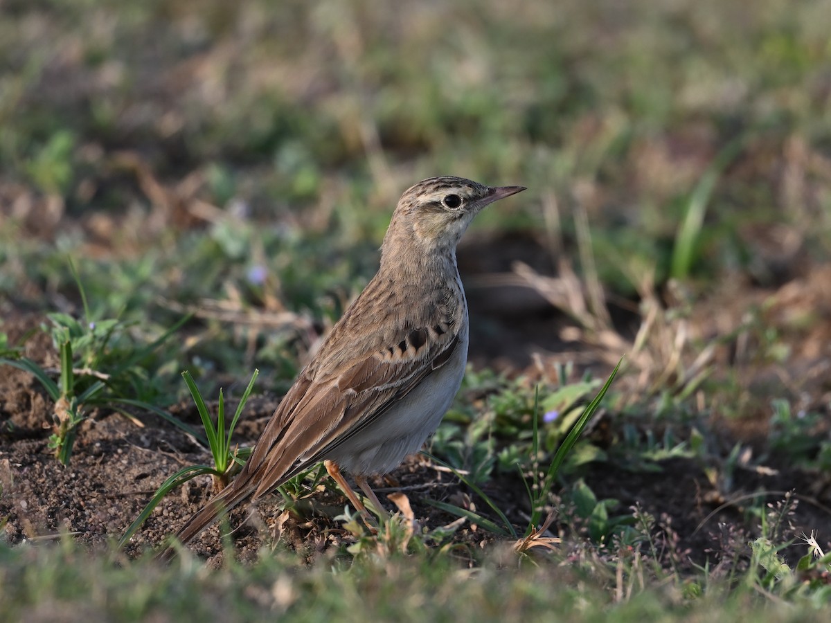 Paddyfield Pipit - ML642809198