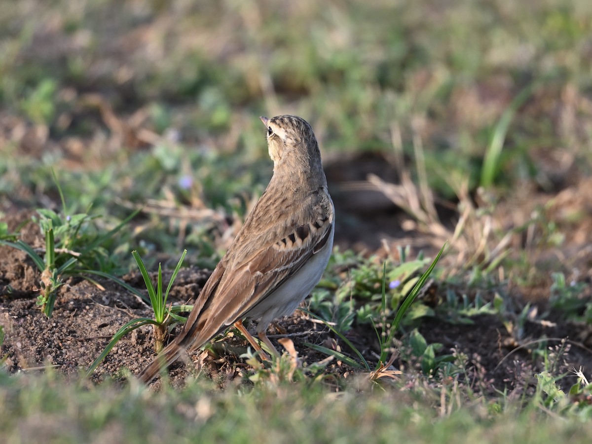 Paddyfield Pipit - ML642809199