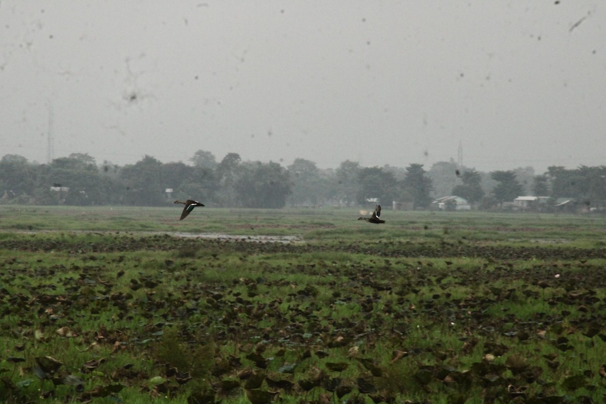 Indian Spot-billed Duck - ML642809200