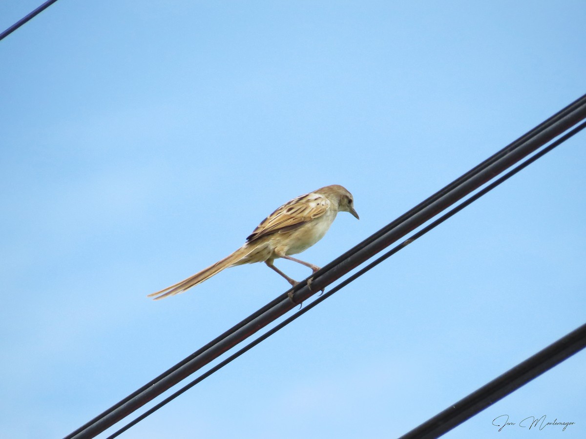 Striated Grassbird - ML642809202