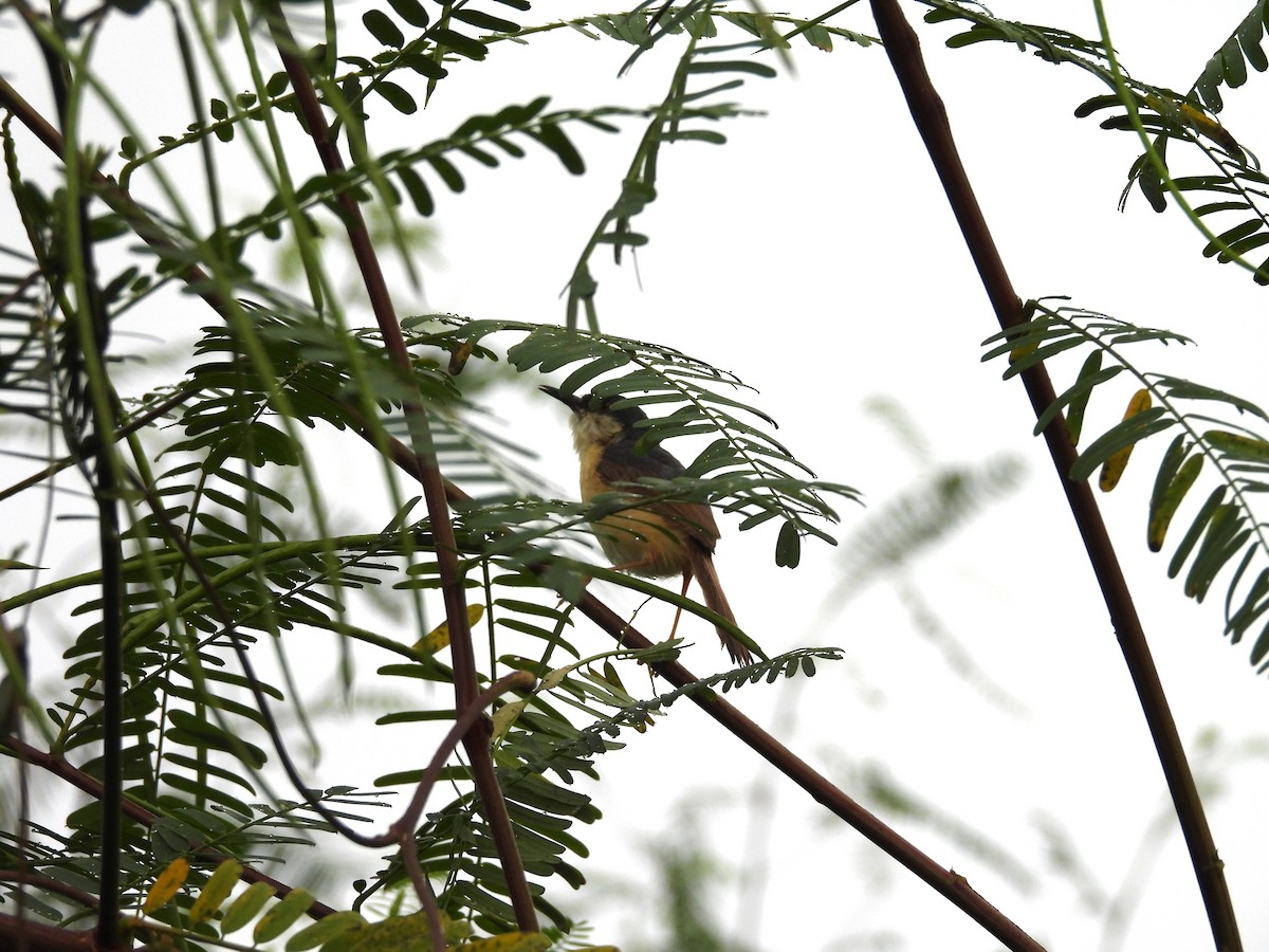 Ashy Prinia - ML642809206