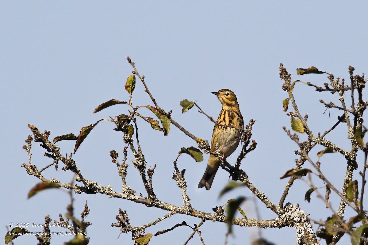 Tree Pipit - ML642809207