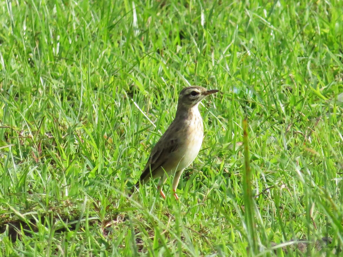 Paddyfield Pipit - ML642809209