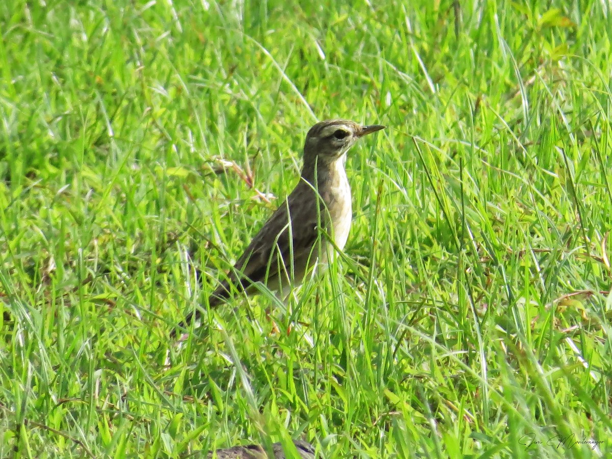 Paddyfield Pipit - ML642809210