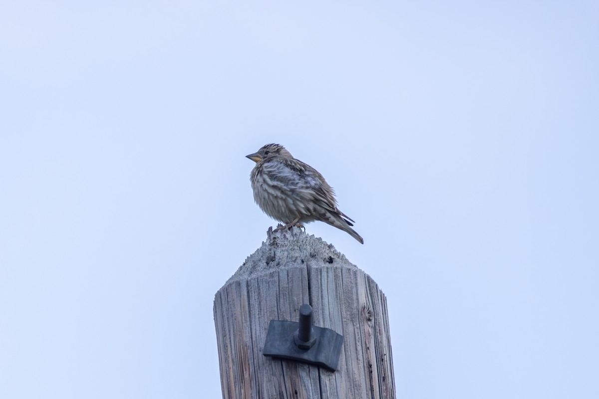 Rock Sparrow - ML642809229