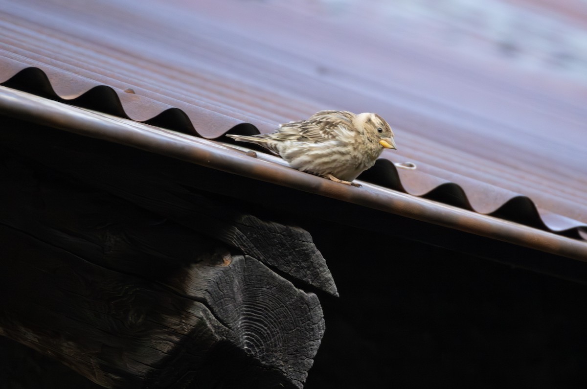 Rock Sparrow - ML642809230