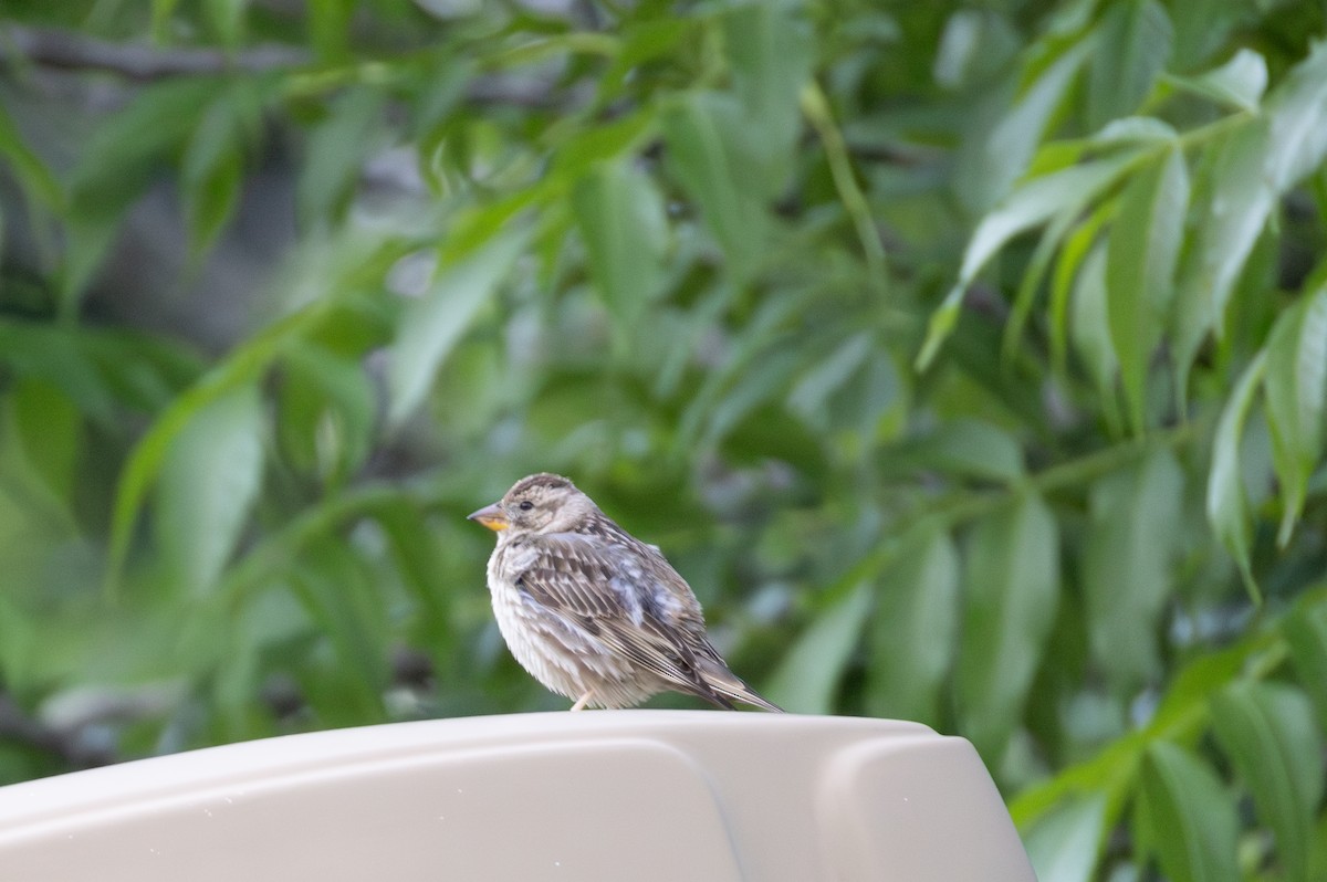 Rock Sparrow - ML642809231