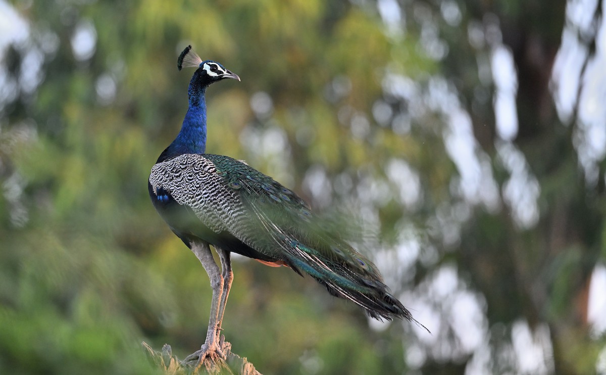 Indian Peafowl - ML642809238
