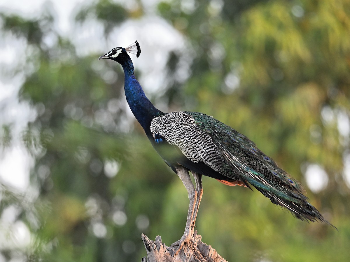 Indian Peafowl - ML642809239