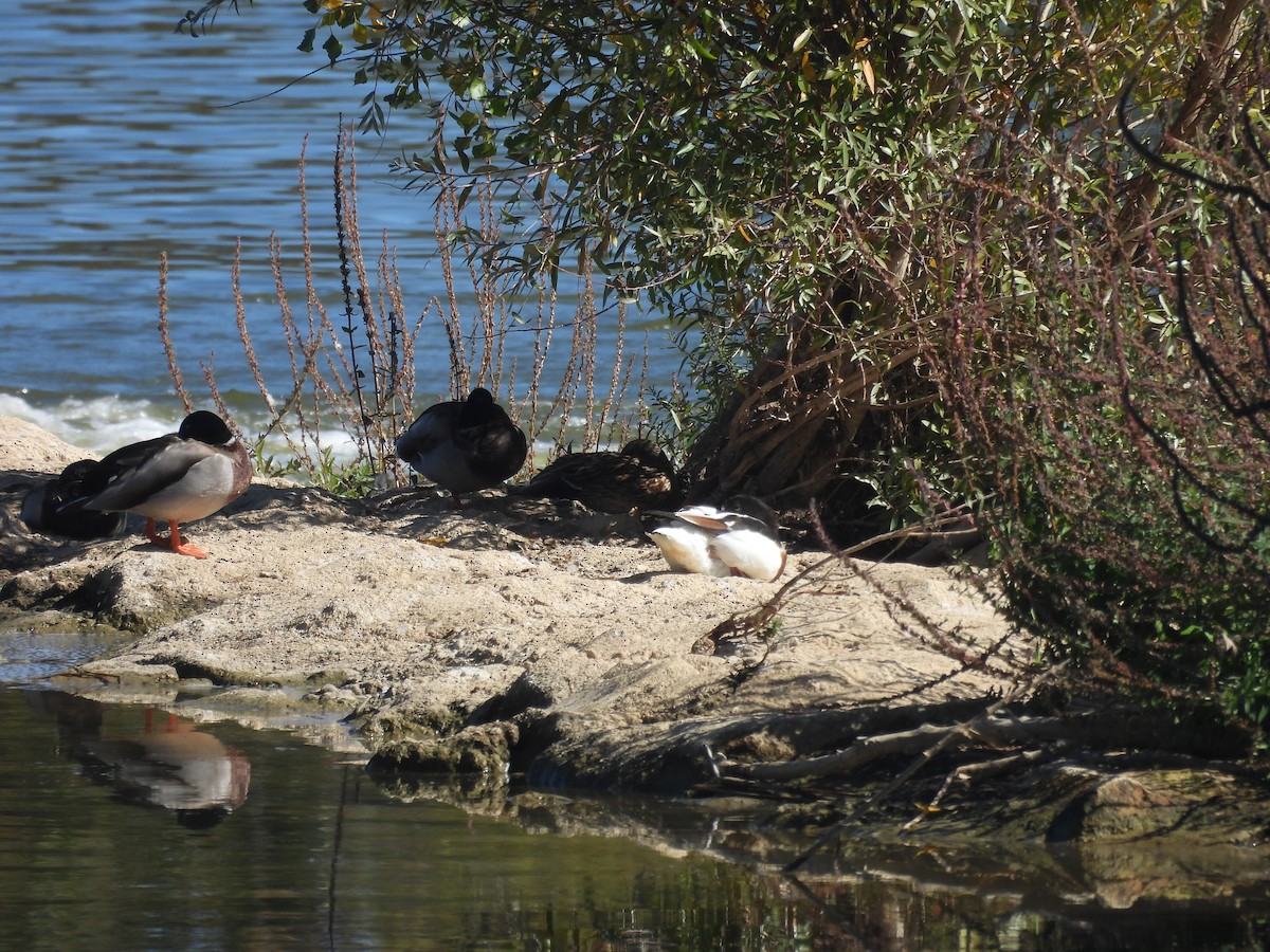 Common Shelduck - ML642809244