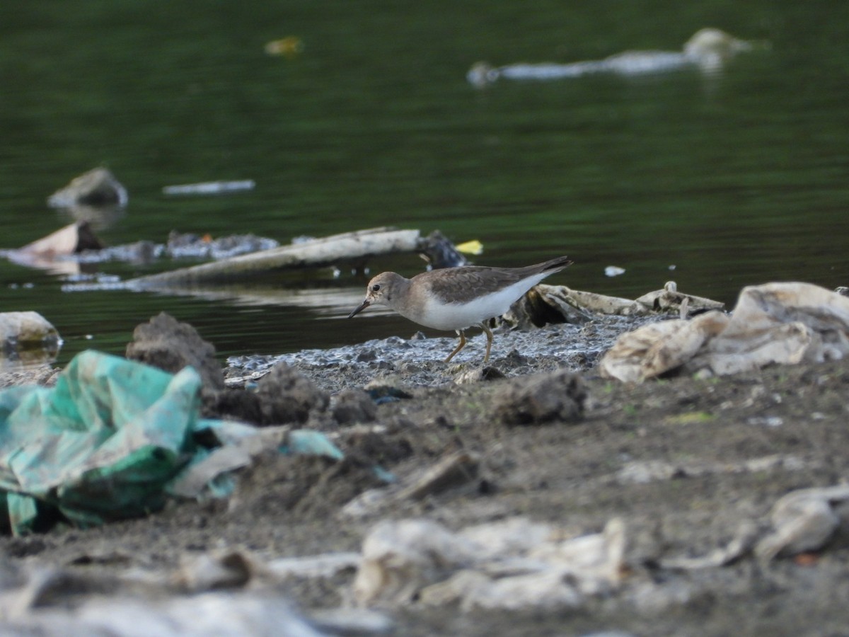 temmincksnipe - ML642809250
