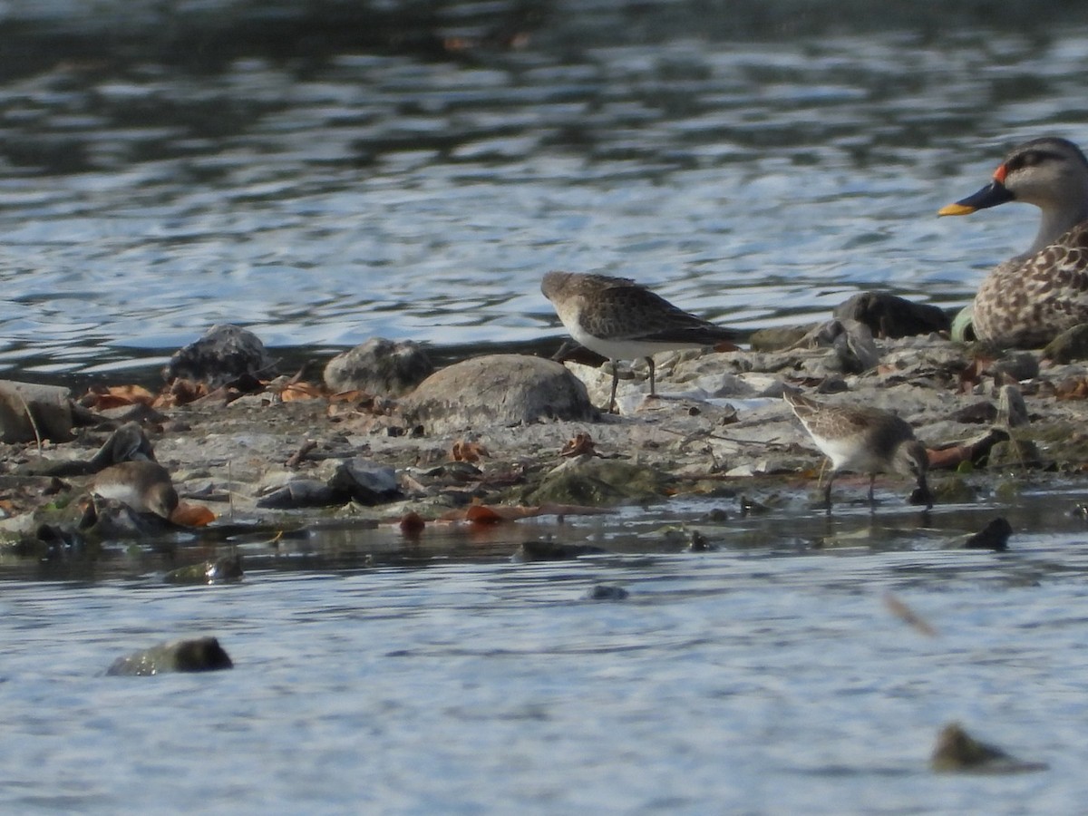 temmincksnipe - ML642809251