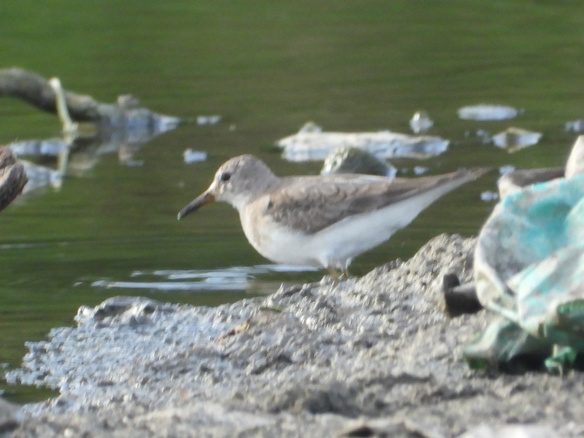 temmincksnipe - ML642809253