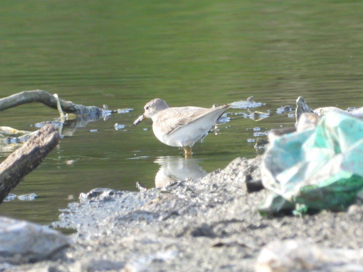 temmincksnipe - ML642809257