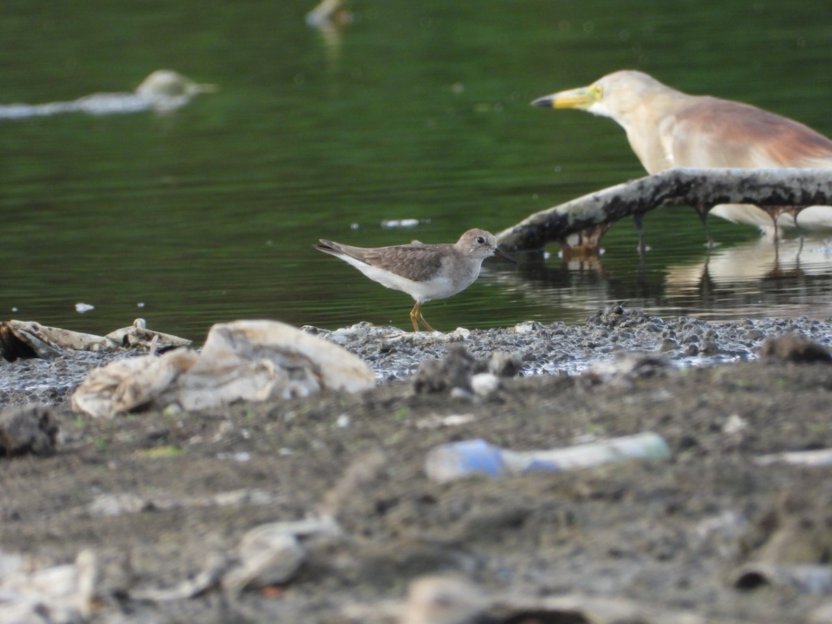 temmincksnipe - ML642809258