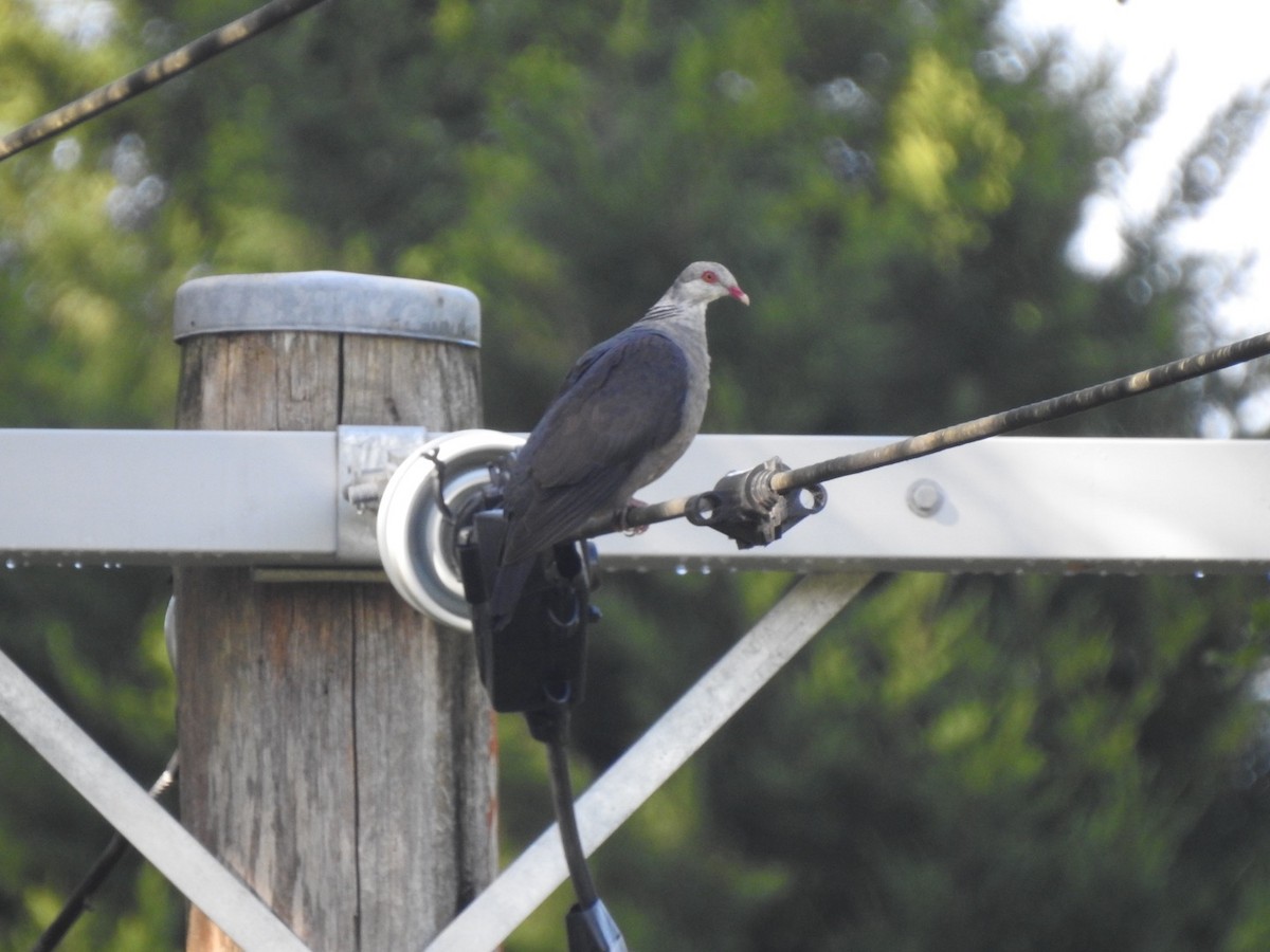 White-headed Pigeon - ML642809259