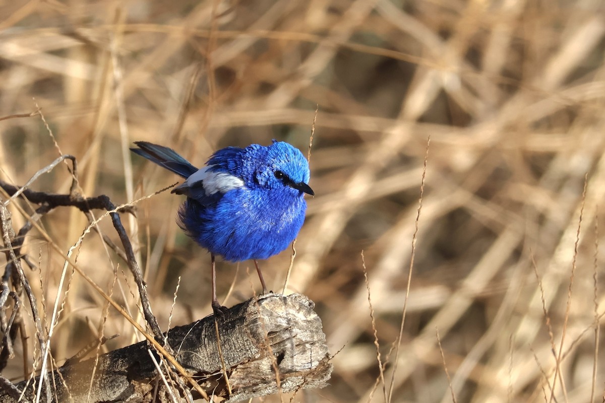 White-winged Fairywren - ML642809260
