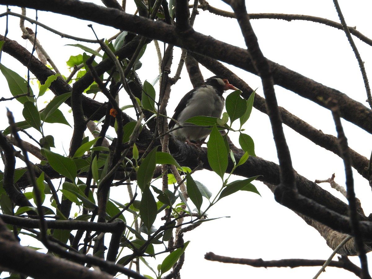 Indian Pied Starling - ML642809262