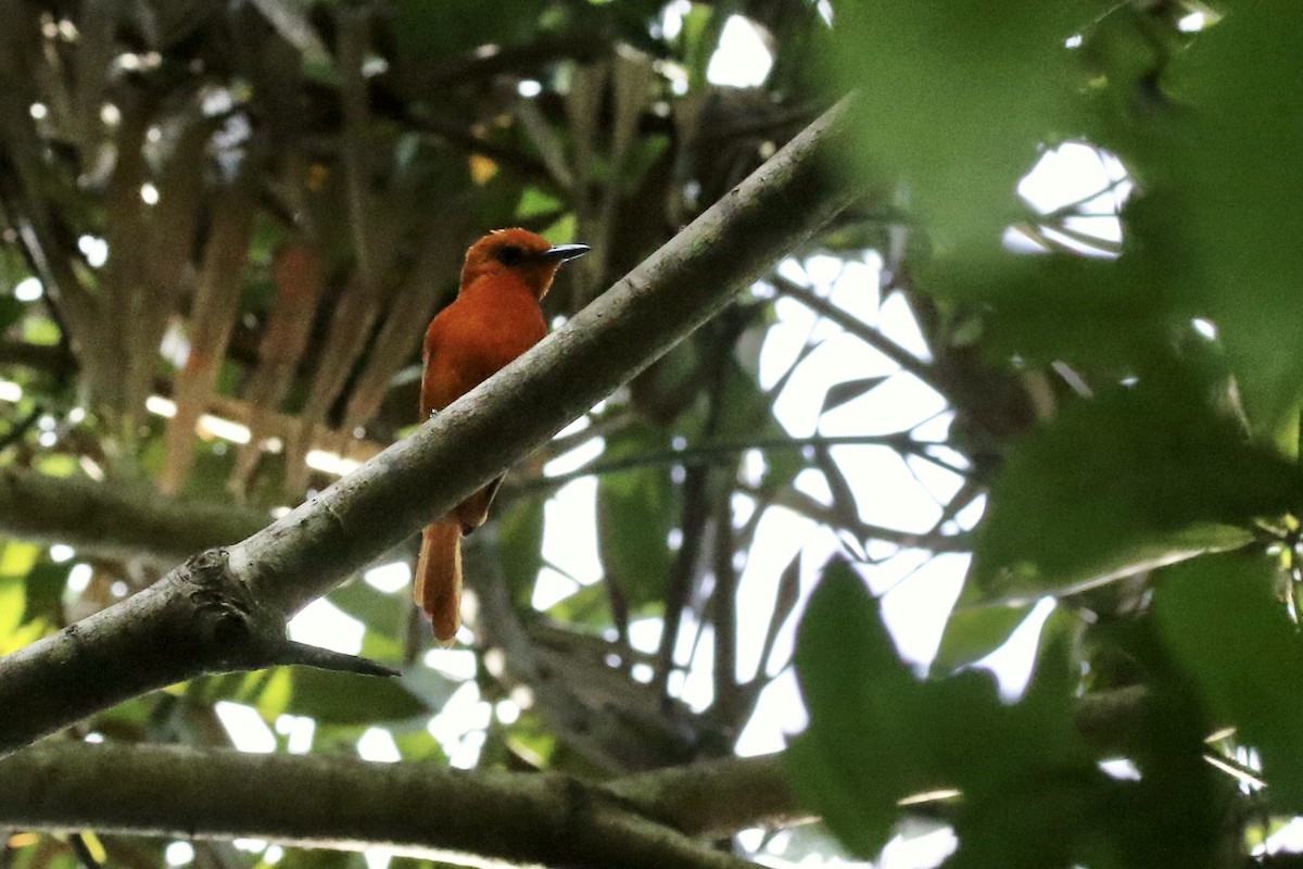 Rufous Paradise-Flycatcher - ML642809268