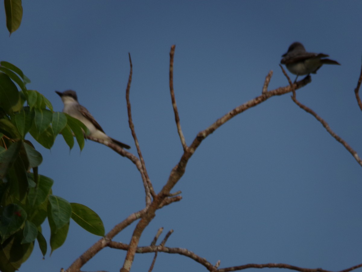 Gray Kingbird - ML642809280