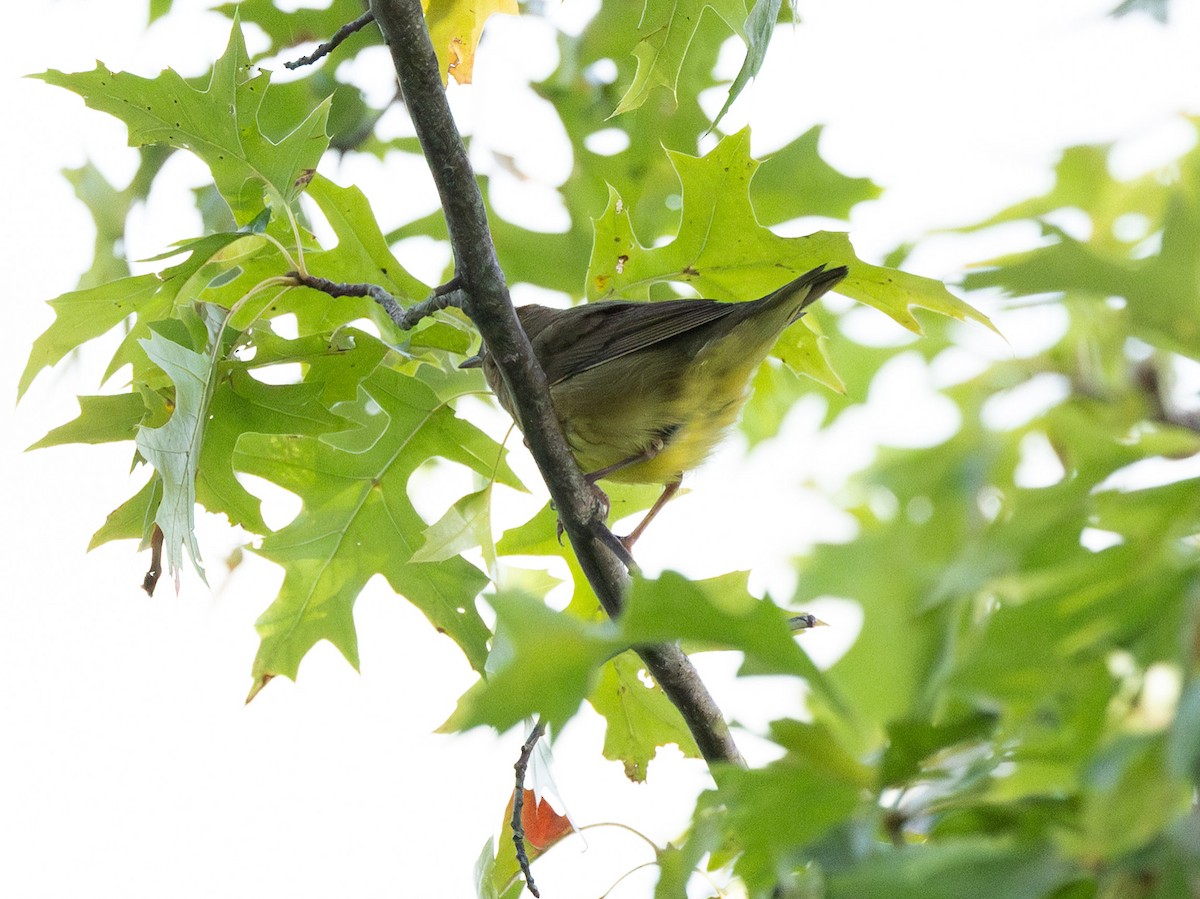 Connecticut Warbler - ML642809302