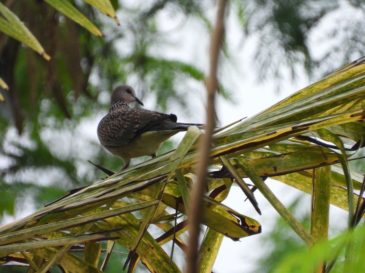 Spotted Dove - ML642809308
